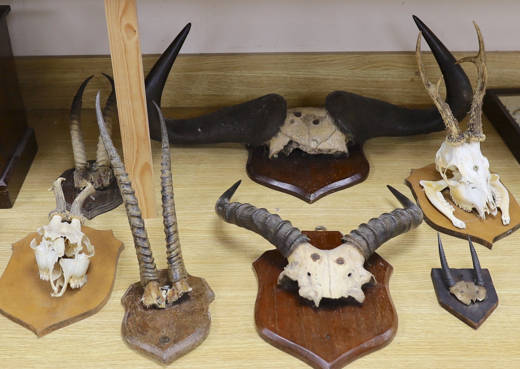 Animal anatomy- mounted pairs of horns on skulls or craniums, to include a water buffalo, 67 cm wide, deer antlers and gazelle horns (7)